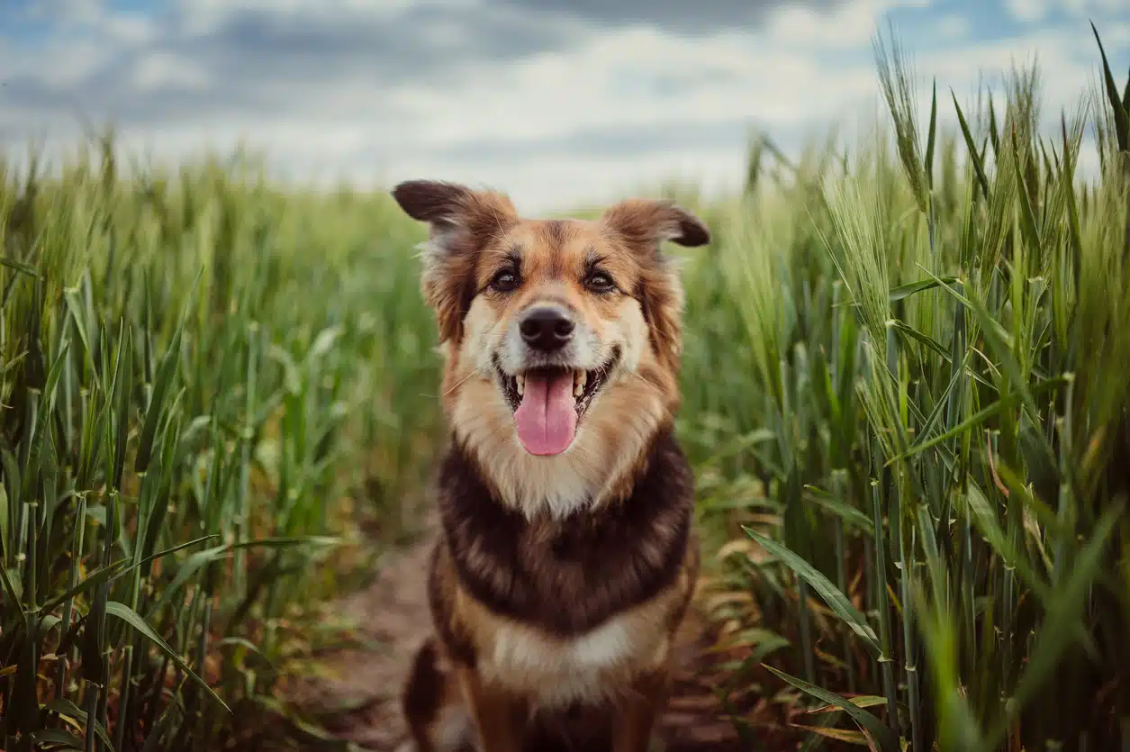 un chien dans un champ