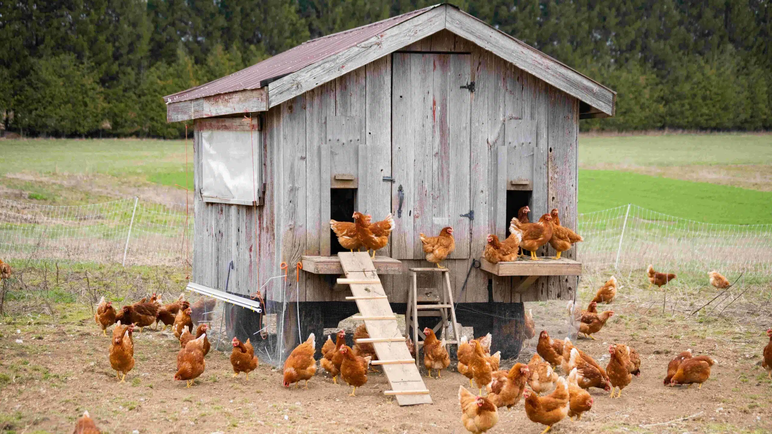 Élever une poule de Padoue conseils et astuces pour un poulailler réussi