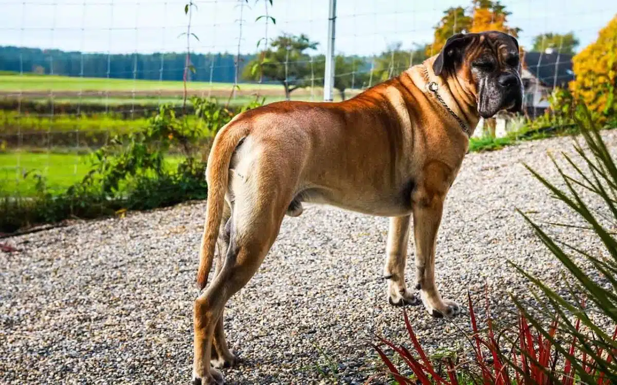 Cane Corso de couleur